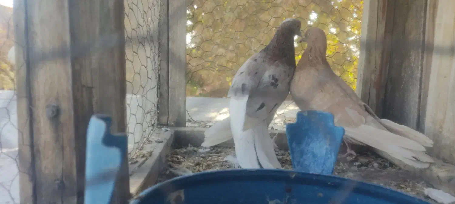 کبوتر|پرنده|خوانسار, |دیوار