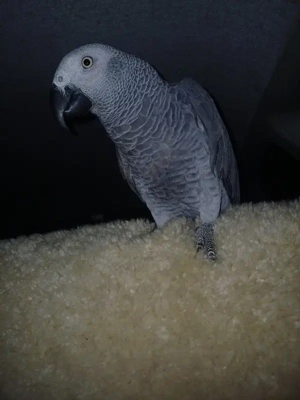 طوطی|پرنده|سراوان, |دیوار