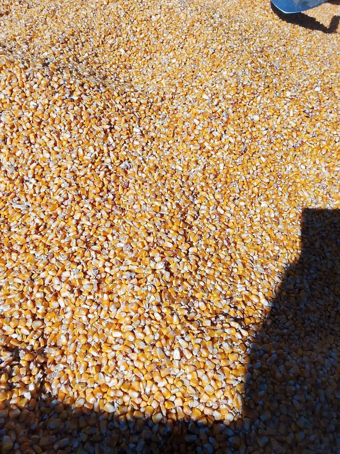 ذرت‌دامی‌خشک‌درجه‌یک|خدمات باغبانی و درختکاری|رابر, |دیوار