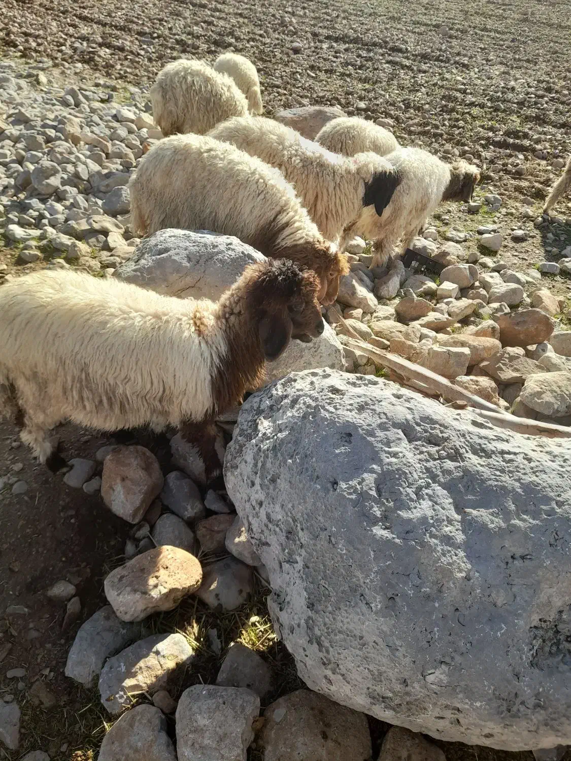 بره|حیوانات مزرعه|آبدانان, |دیوار