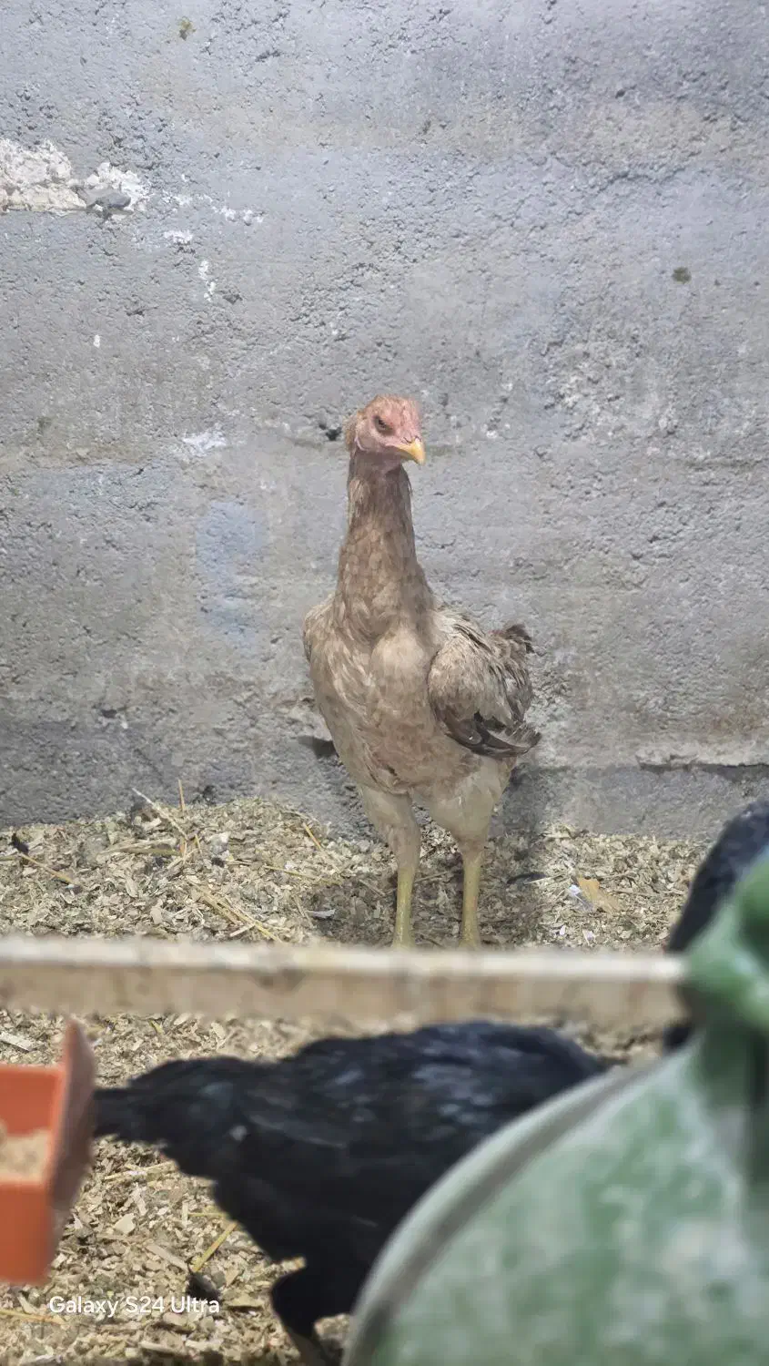 مرغ لاری دانگ بالا و جا دار یک ساله یه تیغ|حیوانات مزرعه|سرپل ذهاب, |دیوار