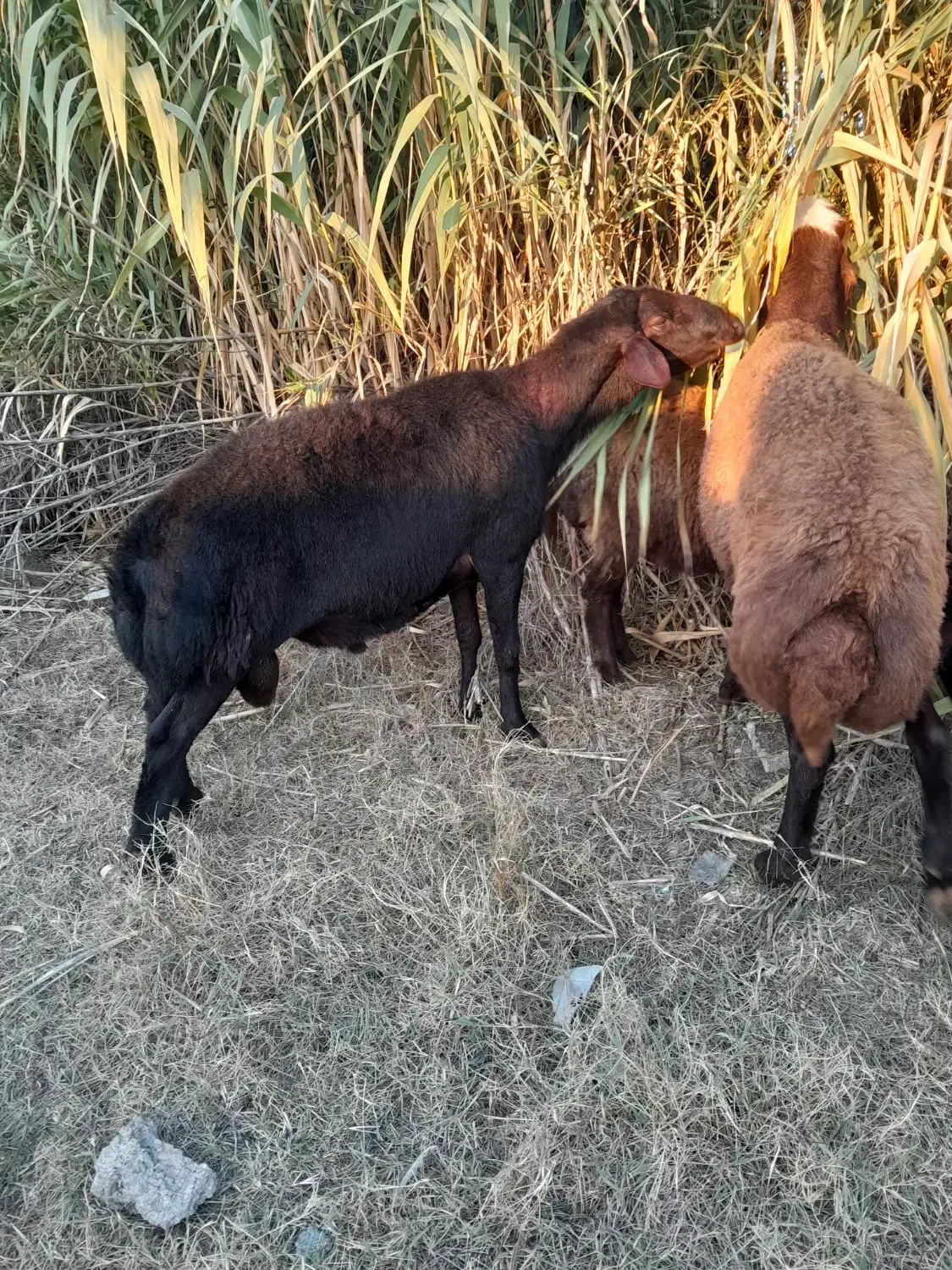 قوچ|حیوانات مزرعه|مزرعه کتول, |دیوار