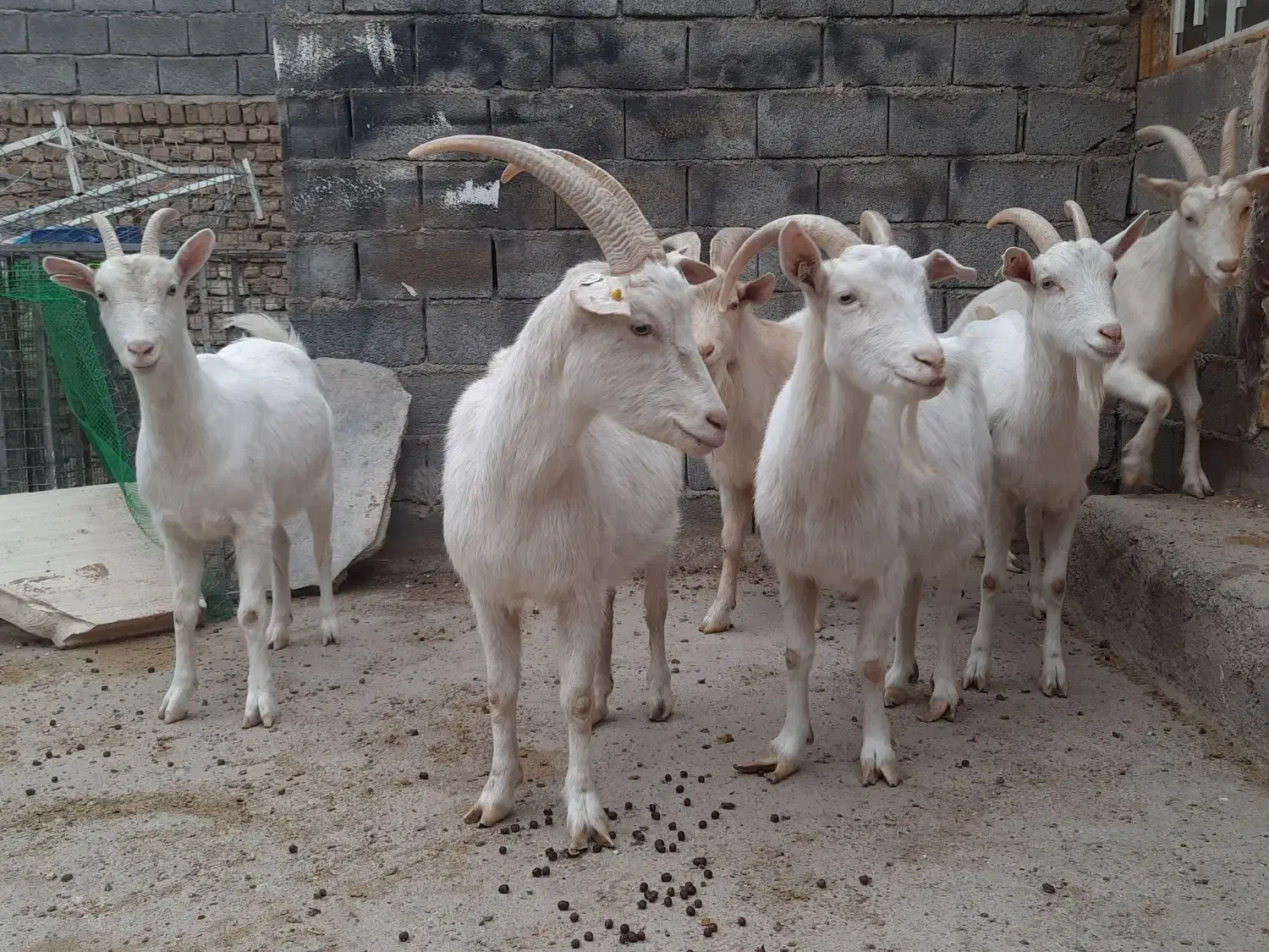 بز سانن اصل فرانسوی|حیوانات مزرعه|مشهد, درزآب|دیوار