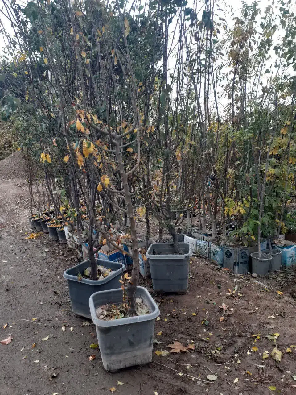 تولیدی نهال درخت گل نهالستان قم بدون واسطه|خدمات باغبانی و درختکاری|قم, سعادتی|دیوار