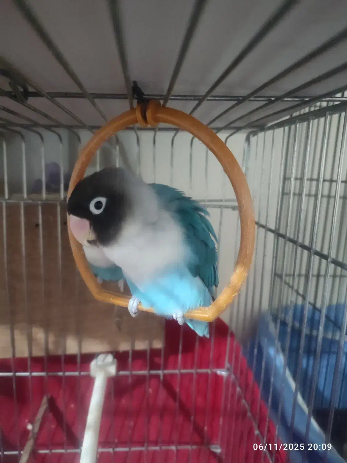 طوطی برزیلی|پرنده|نسیم‌شهر, |دیوار