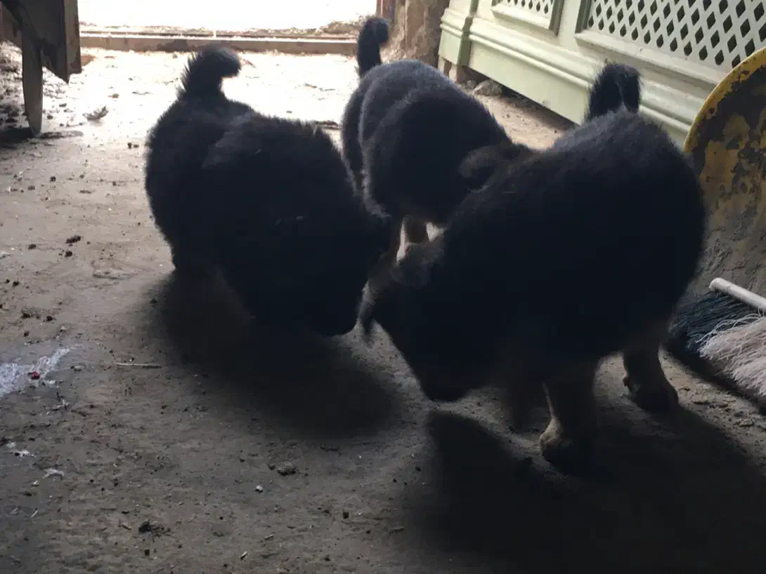 توله سگ ژرمن وررک|سگ|اردبیل, |دیوار