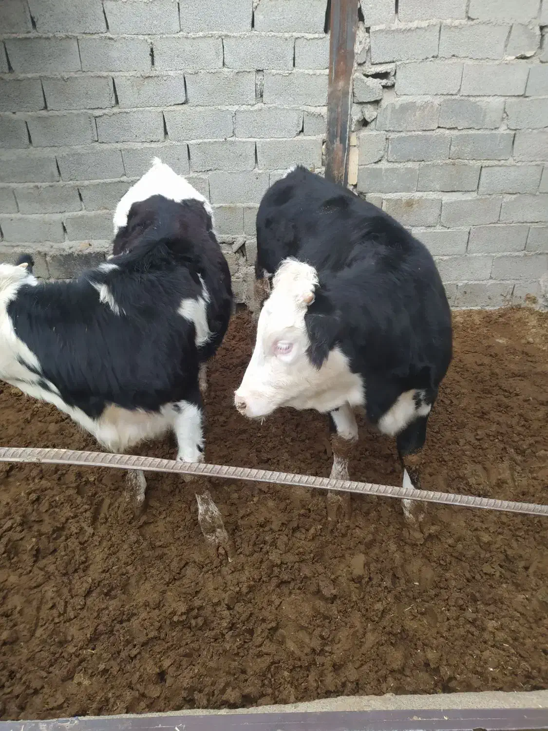 تلیسه سیمینتال گوساله چاق|حیوانات مزرعه|وحیدیه, |دیوار