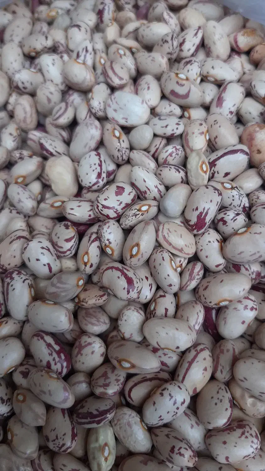 لوبیا چیتی و چشم بلبلی  و عدس|خوردنی و آشامیدنی|خوی, |دیوار