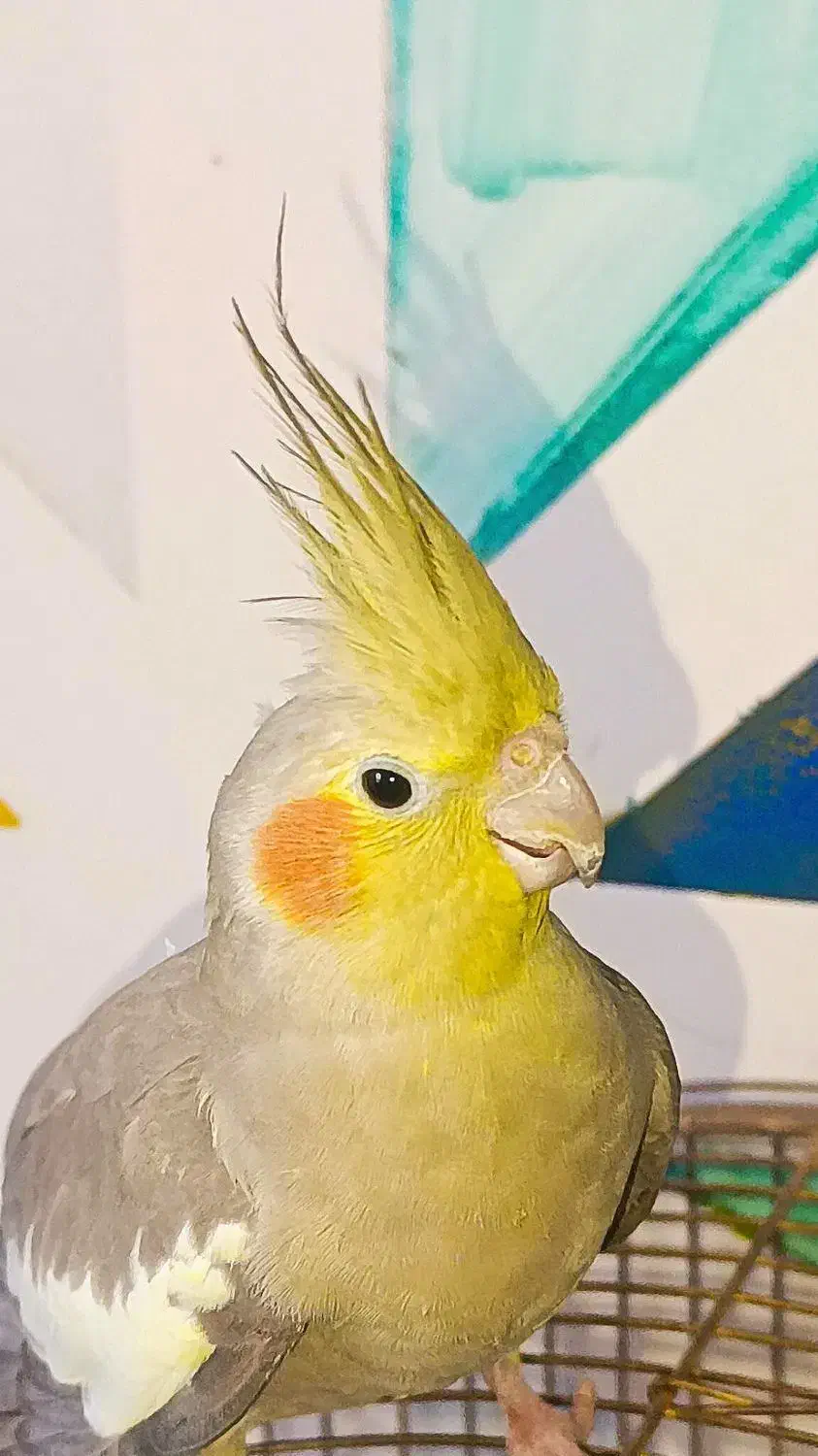 عروس هلندی ماده آماده آماده|پرنده|تبریز, |دیوار