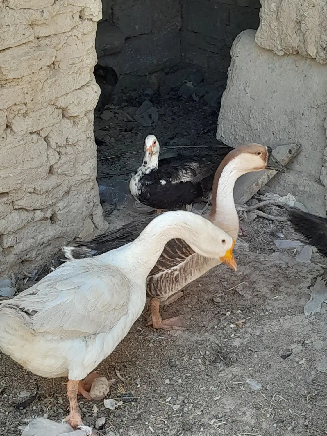 جفت غوغاز|حیوانات مزرعه|زهک, |دیوار