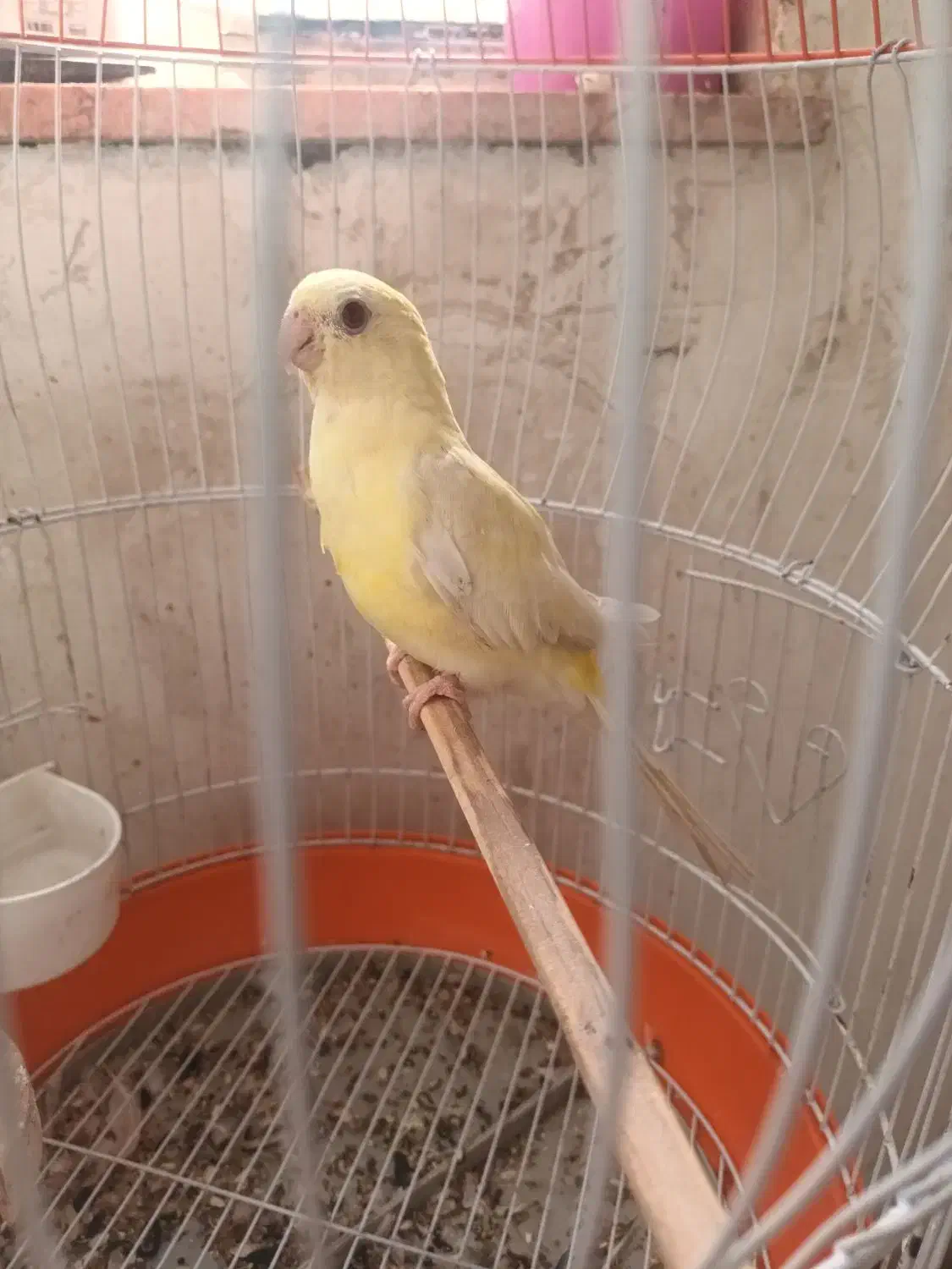 دوعدد طوطی اوازخوان جوجه امسال|پرنده|اردبیل, |دیوار