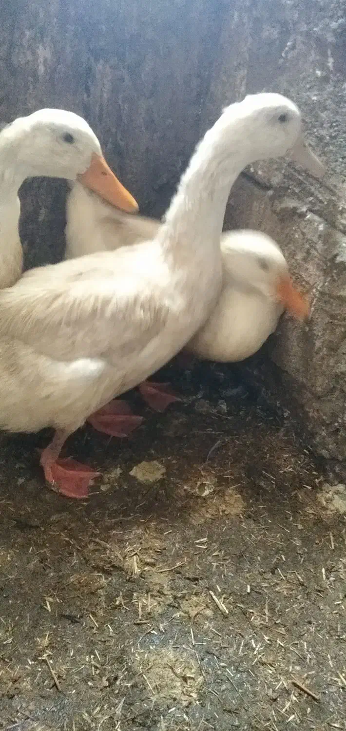 اردک شش ماهه|حیوانات مزرعه|آرمرده, |دیوار