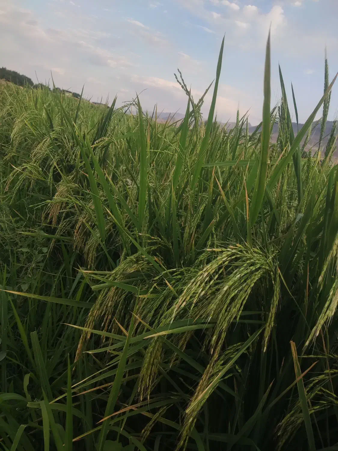 برنج سالم محلی علی کاظمی بوجاری شده آب چاه|عمدهفروشی|بروجرد, |دیوار