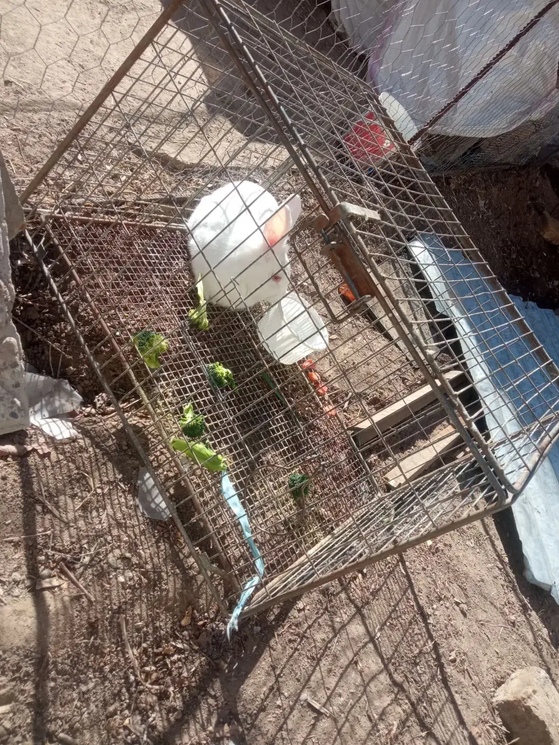 خرگوش|موش و خرگوش|بافت, |دیوار