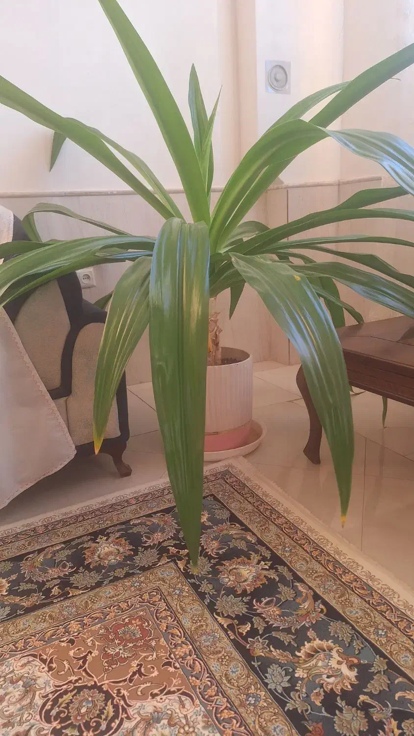 گل زیبا و سرحال|گل و گیاه طبیعی|نیشابور, مازول|دیوار