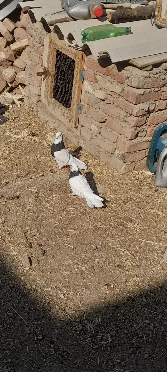 طوقی|پرنده|گوگان, |دیوار