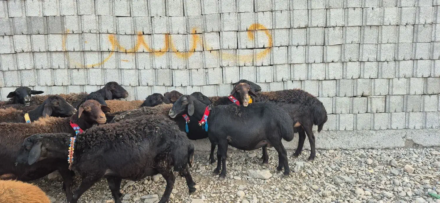 ۱۶راس میش و بره|حیوانات مزرعه|دزفول, |دیوار