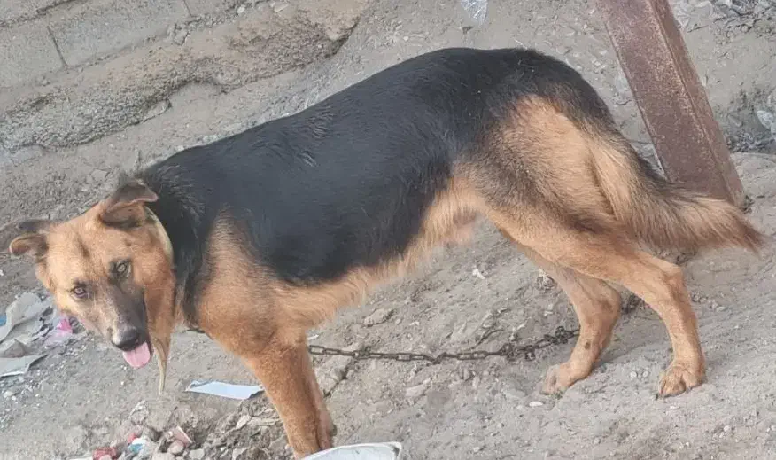 واگذاری|سگ|میناب, |دیوار