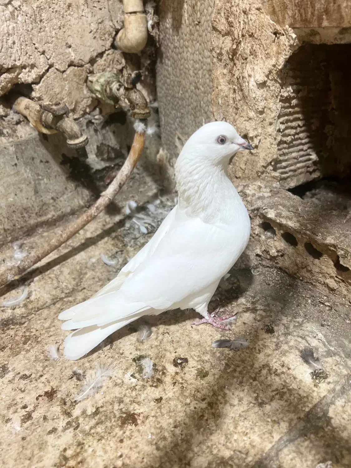 کفترخارجی|پرنده|بندر ماهشهر, |دیوار