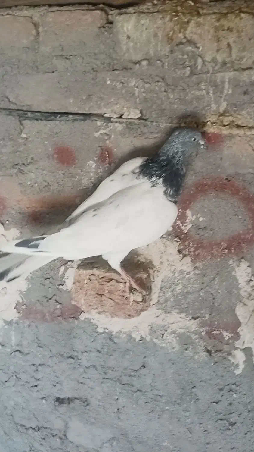 کبوتر|پرنده|ایلخچی, |دیوار