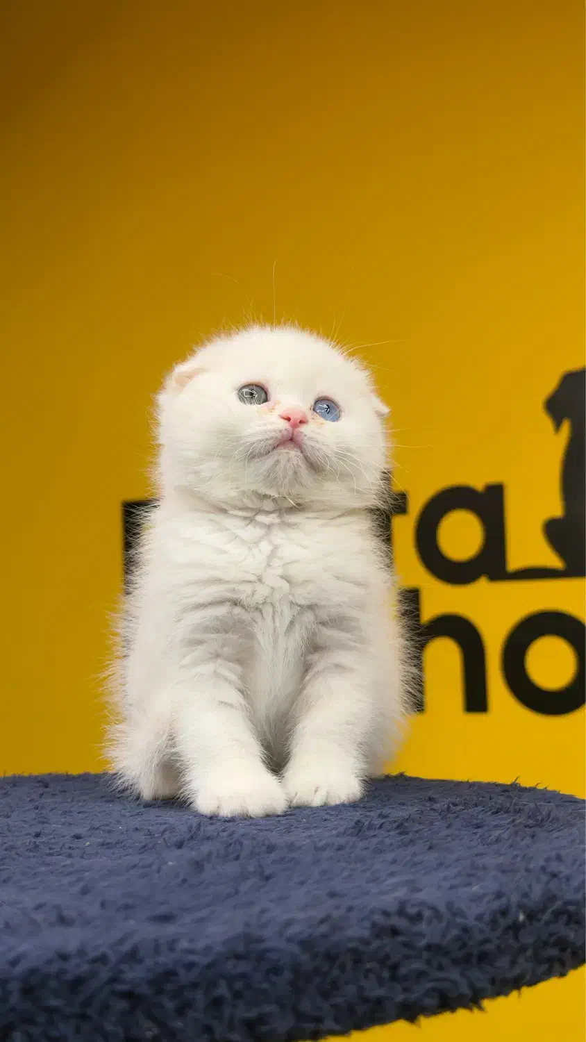 اسکاتیش سفید چشم تا به تا|گربه|تهران, پونک|دیوار