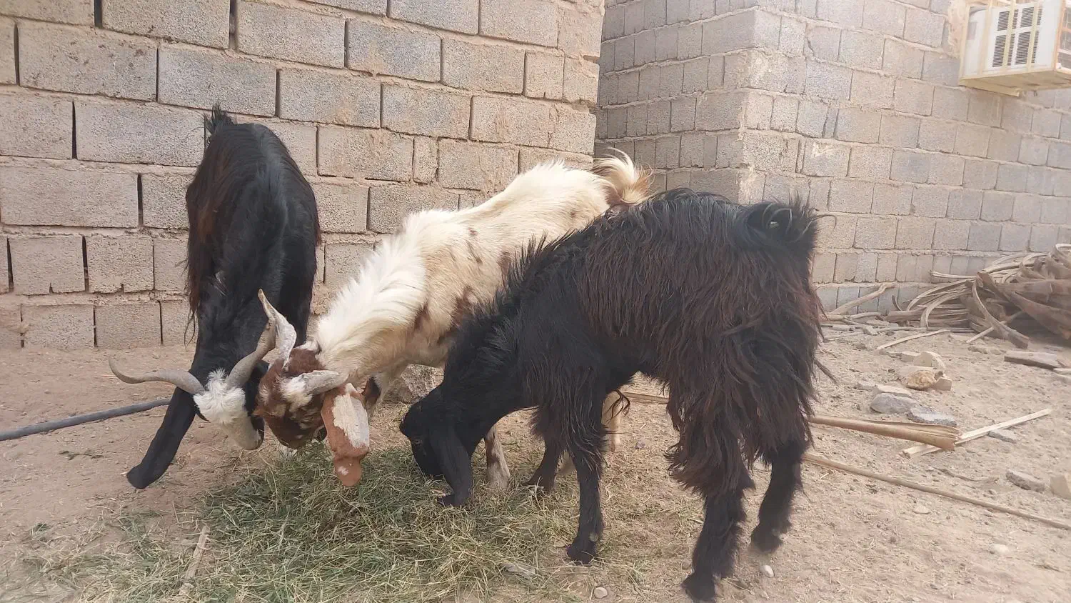 دوتا تروشت مخصوص کشتار ومالداری|حیوانات مزرعه|ایرانشهر, |دیوار