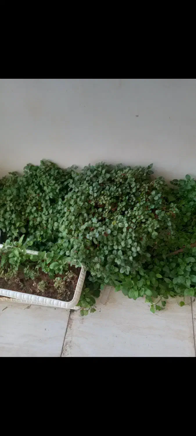 گل و گلدون + قلمه|گل و گیاه طبیعی|اهواز, بهارستان|دیوار