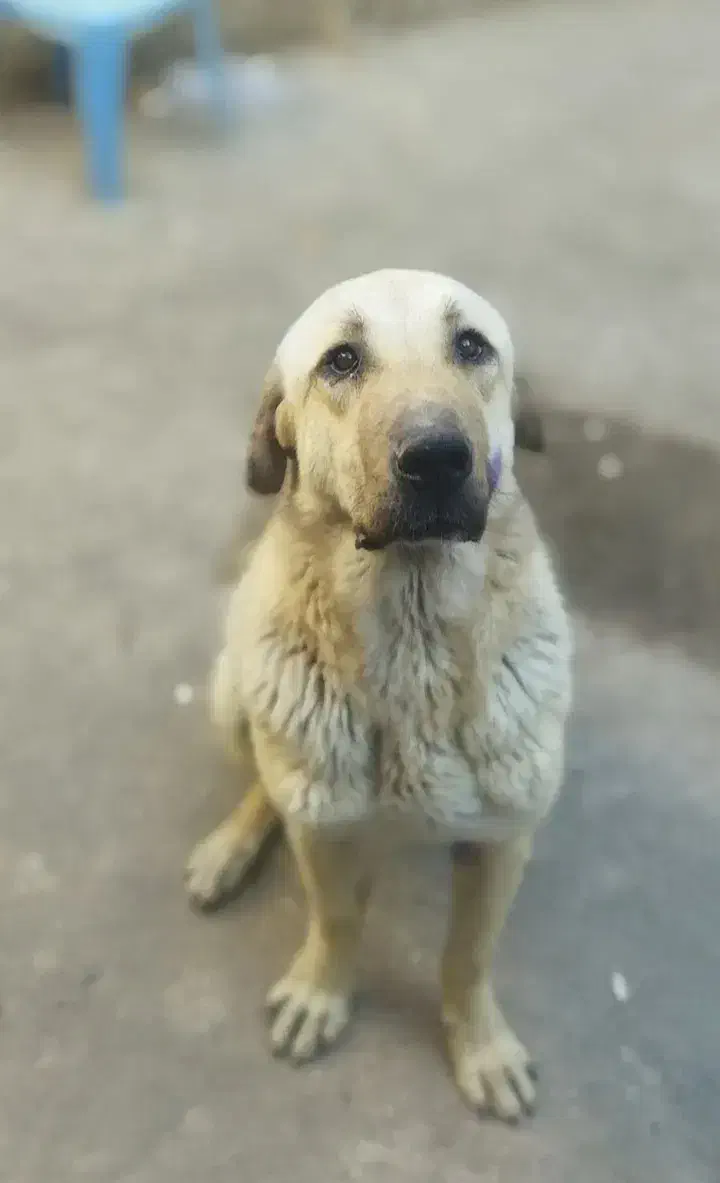 سگ گمشده|سگ|اردبیل, |دیوار