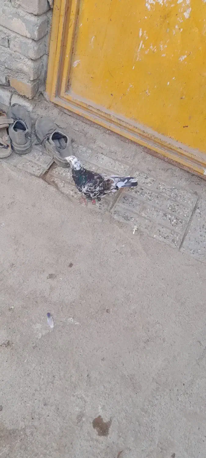 یک عدد کبوتر هفت رنگ گرفتم|پرنده|نیمروز, |دیوار