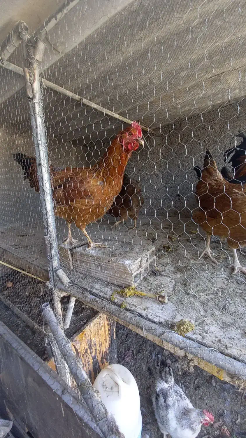 مرغ و خروس|حیوانات مزرعه|قم, وادی السلام|دیوار