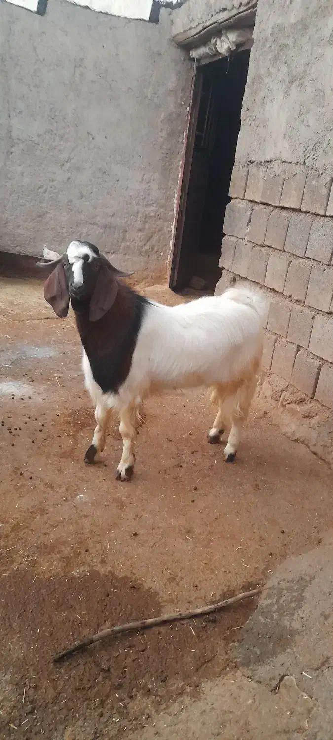 بزغاله چاق|حیوانات مزرعه|ایلام, |دیوار