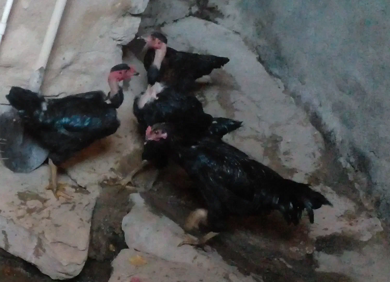 فروش مرغ محلی|حیوانات مزرعه|پیر سلیمان, |دیوار