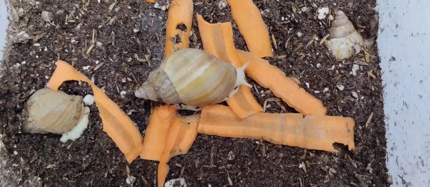 حلزون در سن و طول متفاوت ، بالغ نیمه بالغ و جوجه|خزنده|شیروان (خراسان), |دیوار