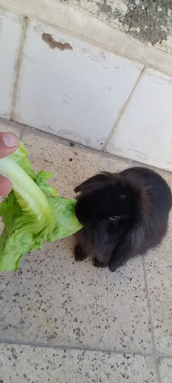 خرگوش لوپ|موش و خرگوش|مشهد, قائم|دیوار