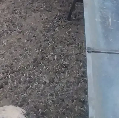 کهره شیر خوار|حیوانات مزرعه|تیمور آباد, |دیوار