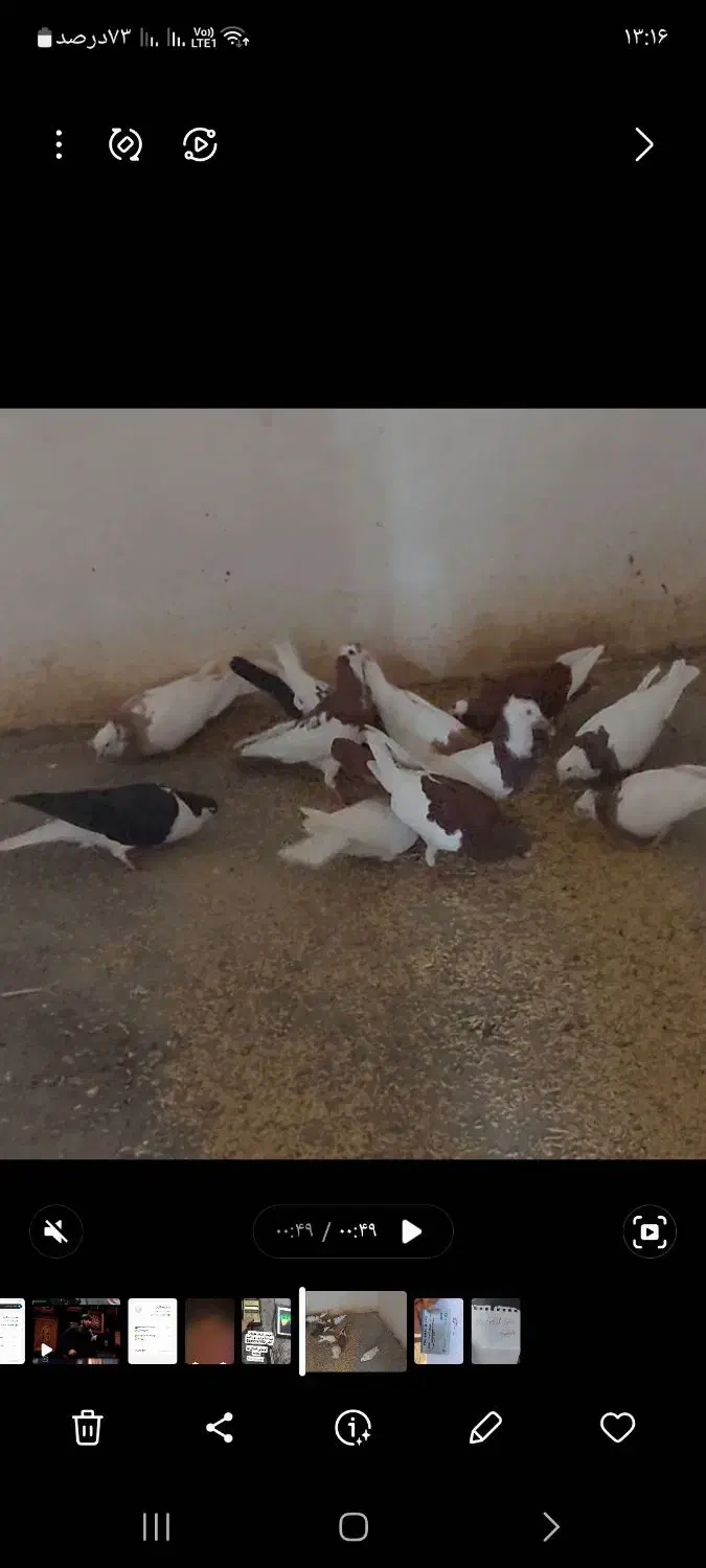 بهعلت رفتن به خدمت به فروش میرسد|پرنده|میان ولایت, |دیوار