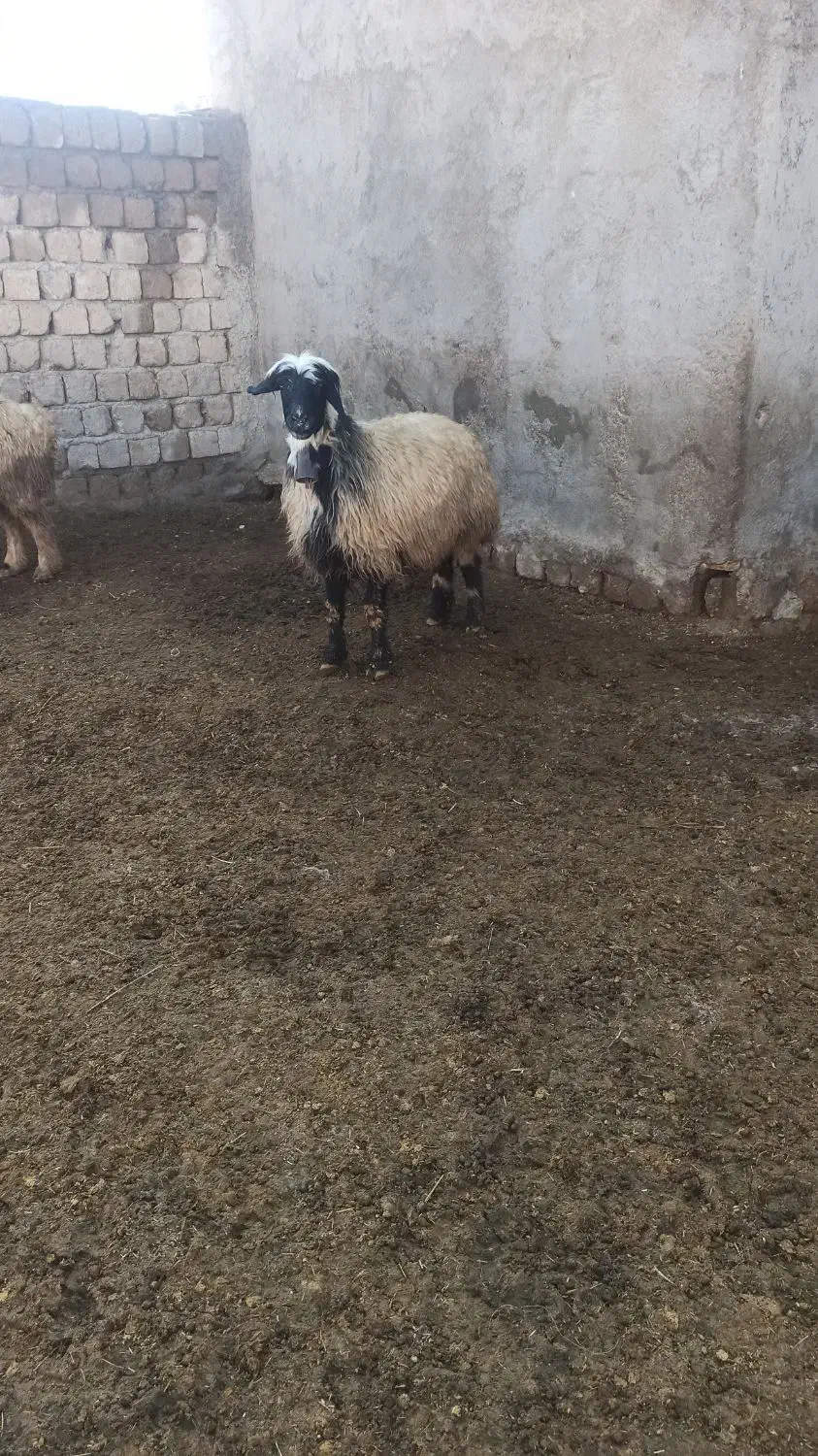 میش چاق|حیوانات مزرعه|مبارکه, |دیوار