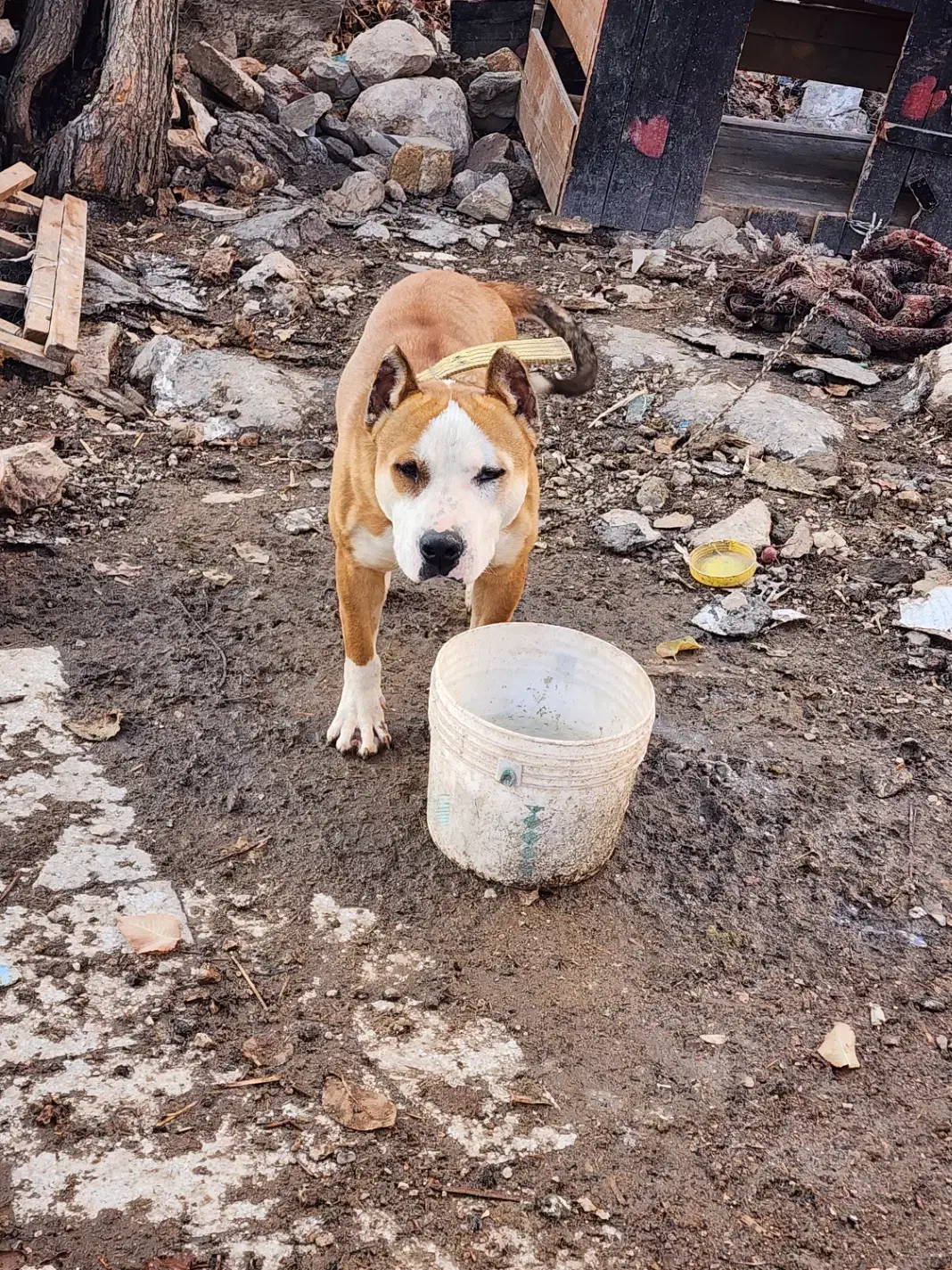 سگ پیتبول و سیره قناری|سگ|بازرگان, |دیوار