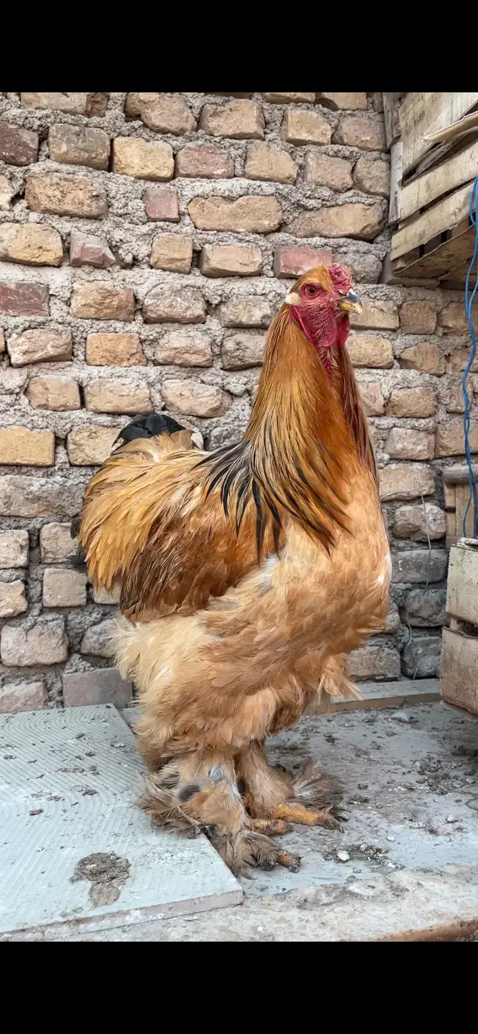 خروس برهما بوف|حیوانات مزرعه|قرچک, مهدیه|دیوار