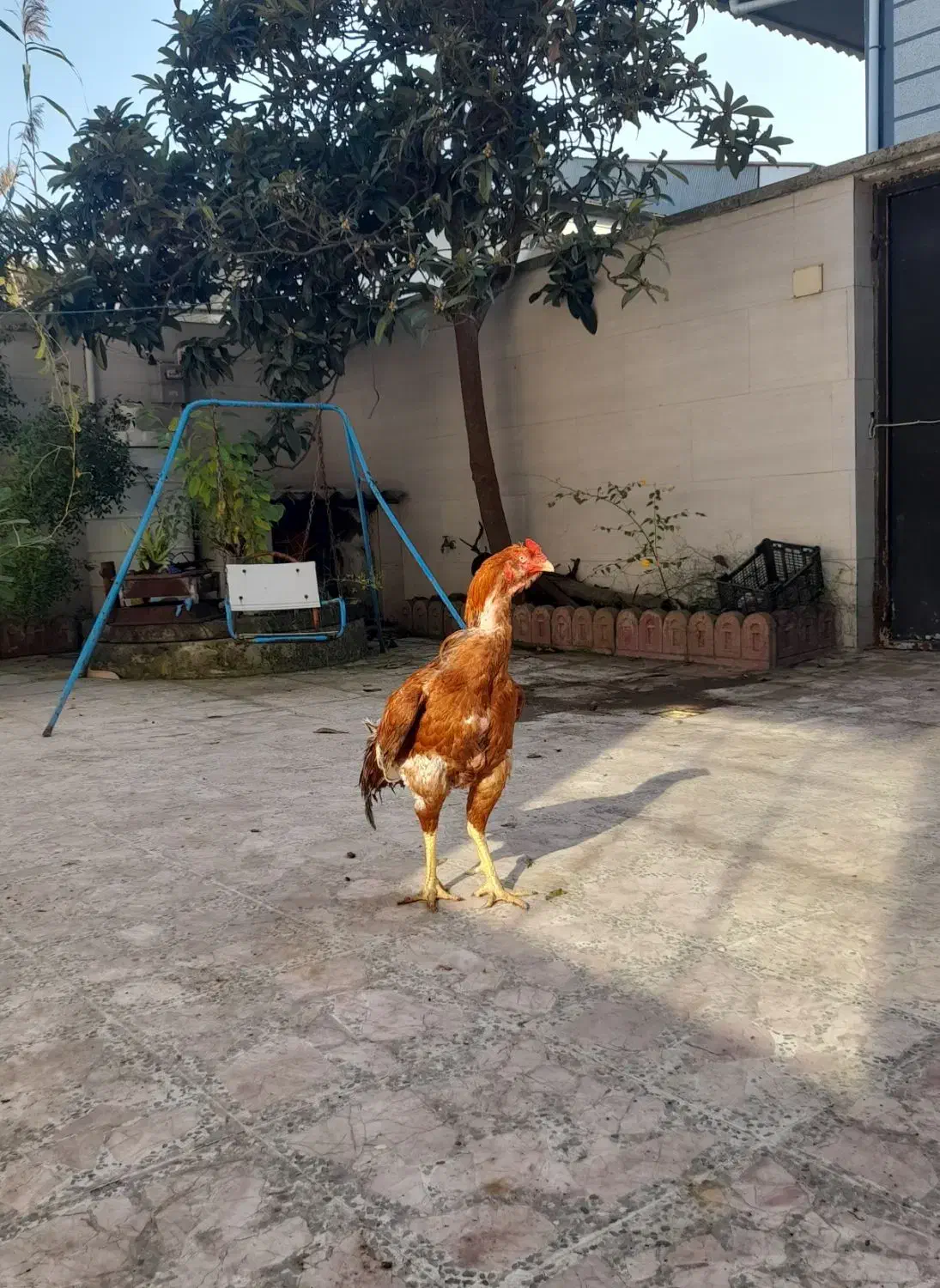 خروس لاری|حیوانات مزرعه|بندر انزلی, عباس آباد|دیوار