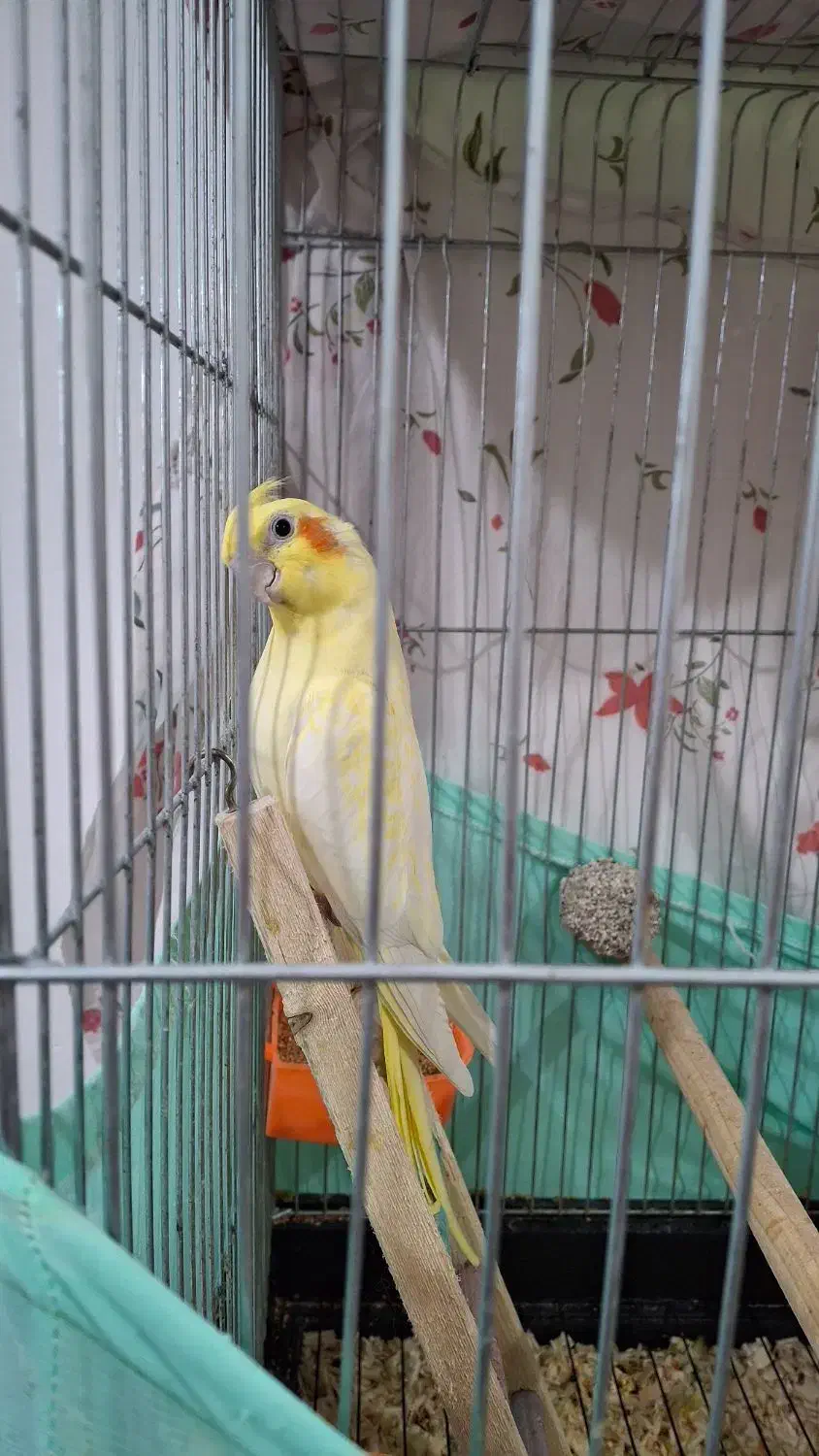 فروش جفت عروس هلندی|پرنده|چمران, |دیوار