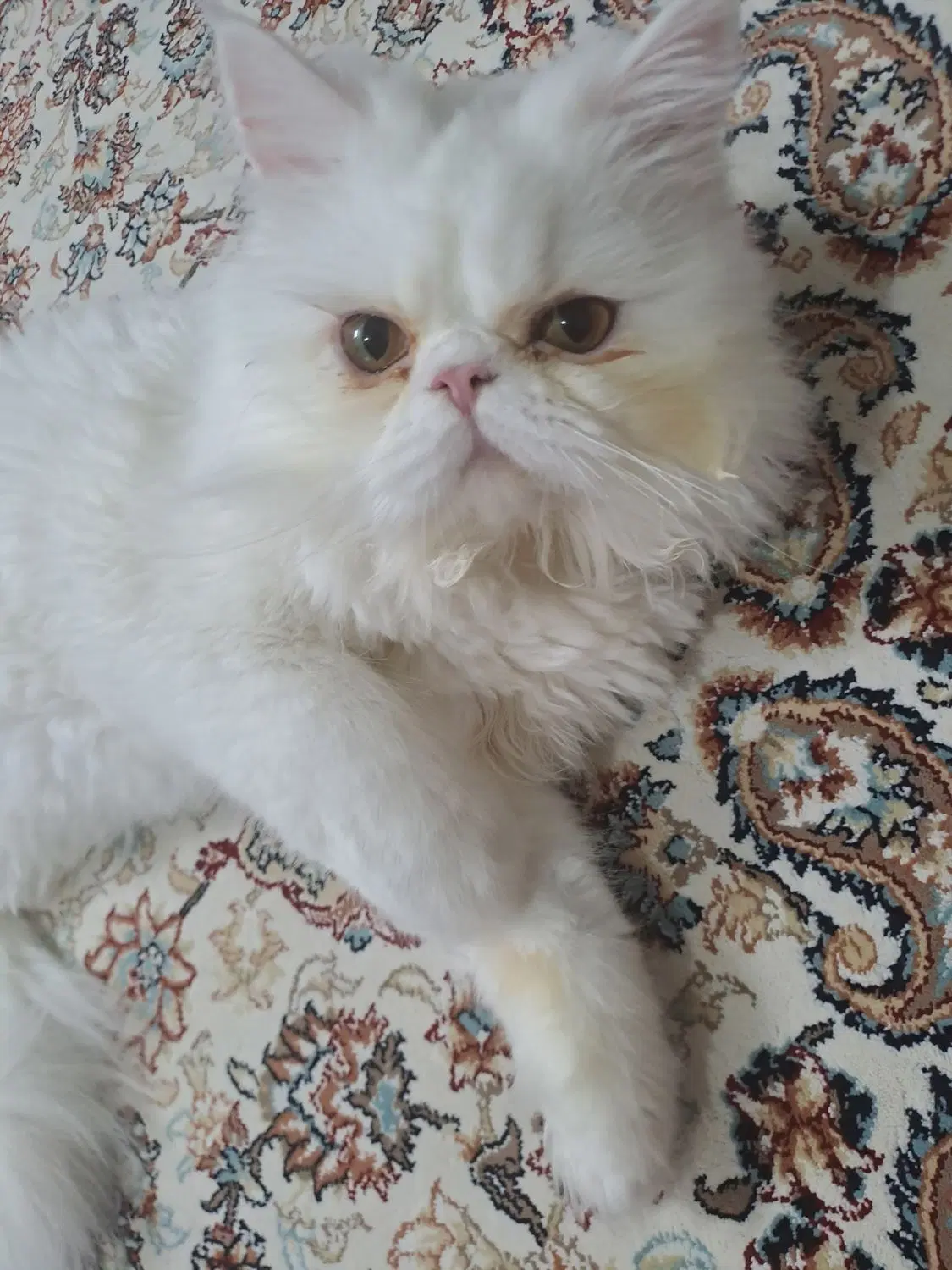 پرشین|گربه|چهاردانگه (تهران), |دیوار