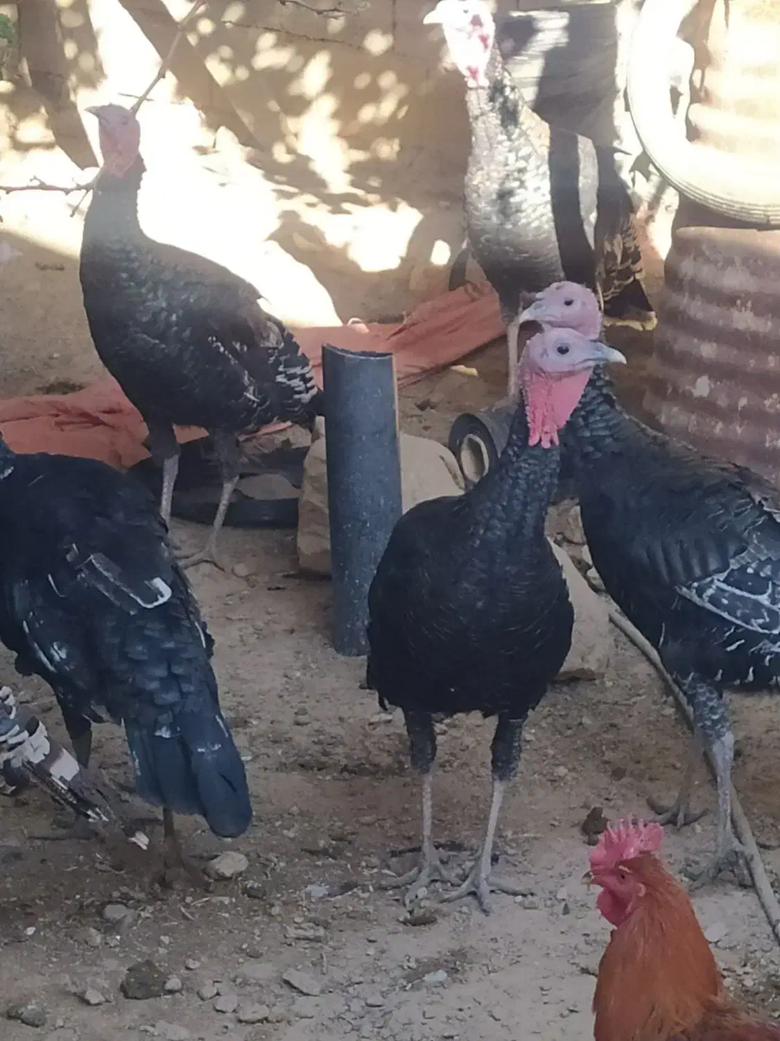 بوقلمون|حیوانات مزرعه|ششده و قره بلاغ, |دیوار