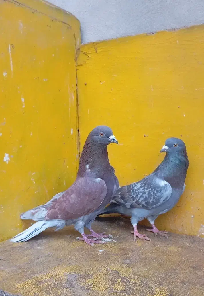 کبوتر پرشی غریب|پرنده|کوهدشت, |دیوار