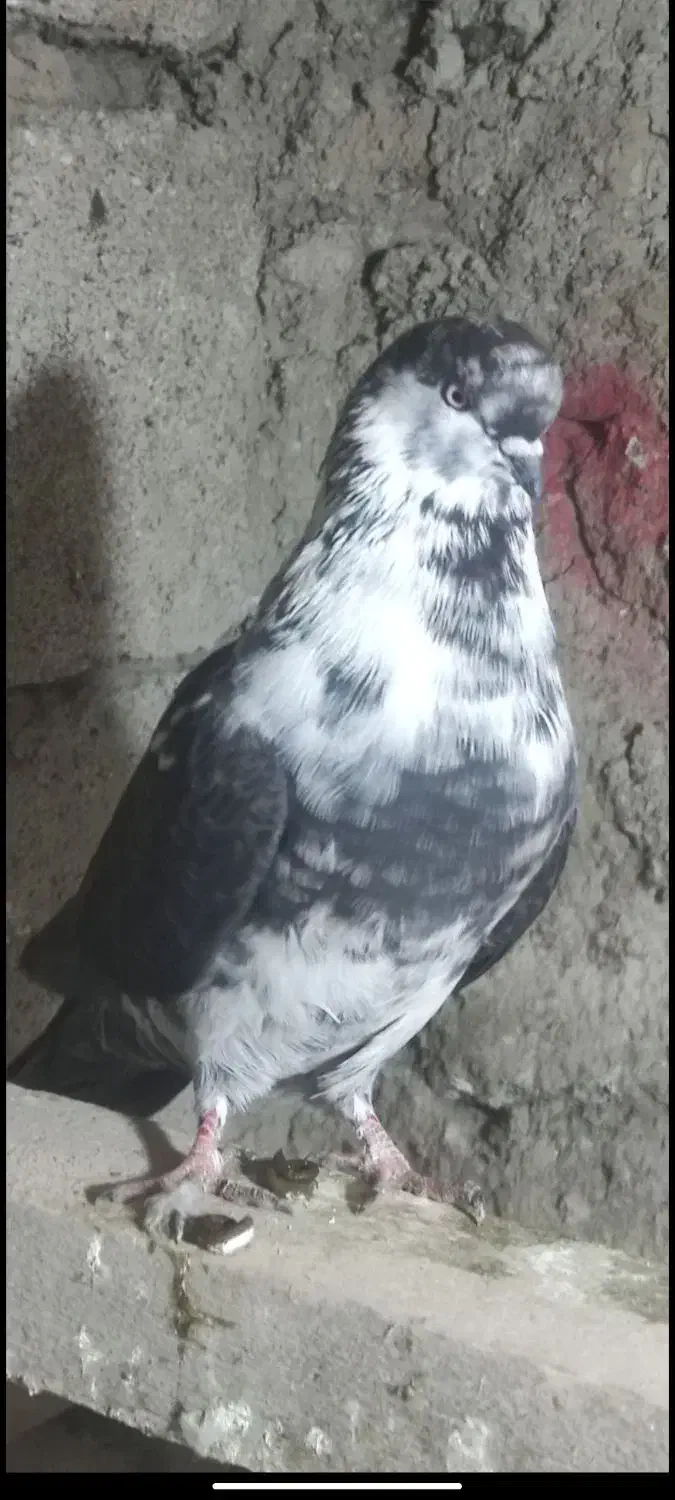 اوچان اویناخ|پرنده|نمین, |دیوار