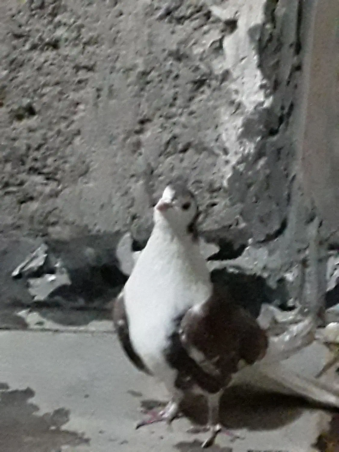 کفترسرخ کاکولی دوم دارنربه شرط وجوجه پلاکی نر|پرنده|خمینیشهر, |دیوار