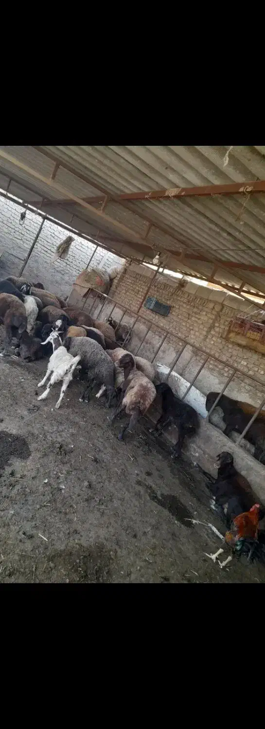 گوسفند|حیوانات مزرعه|سرخنکلاته, |دیوار