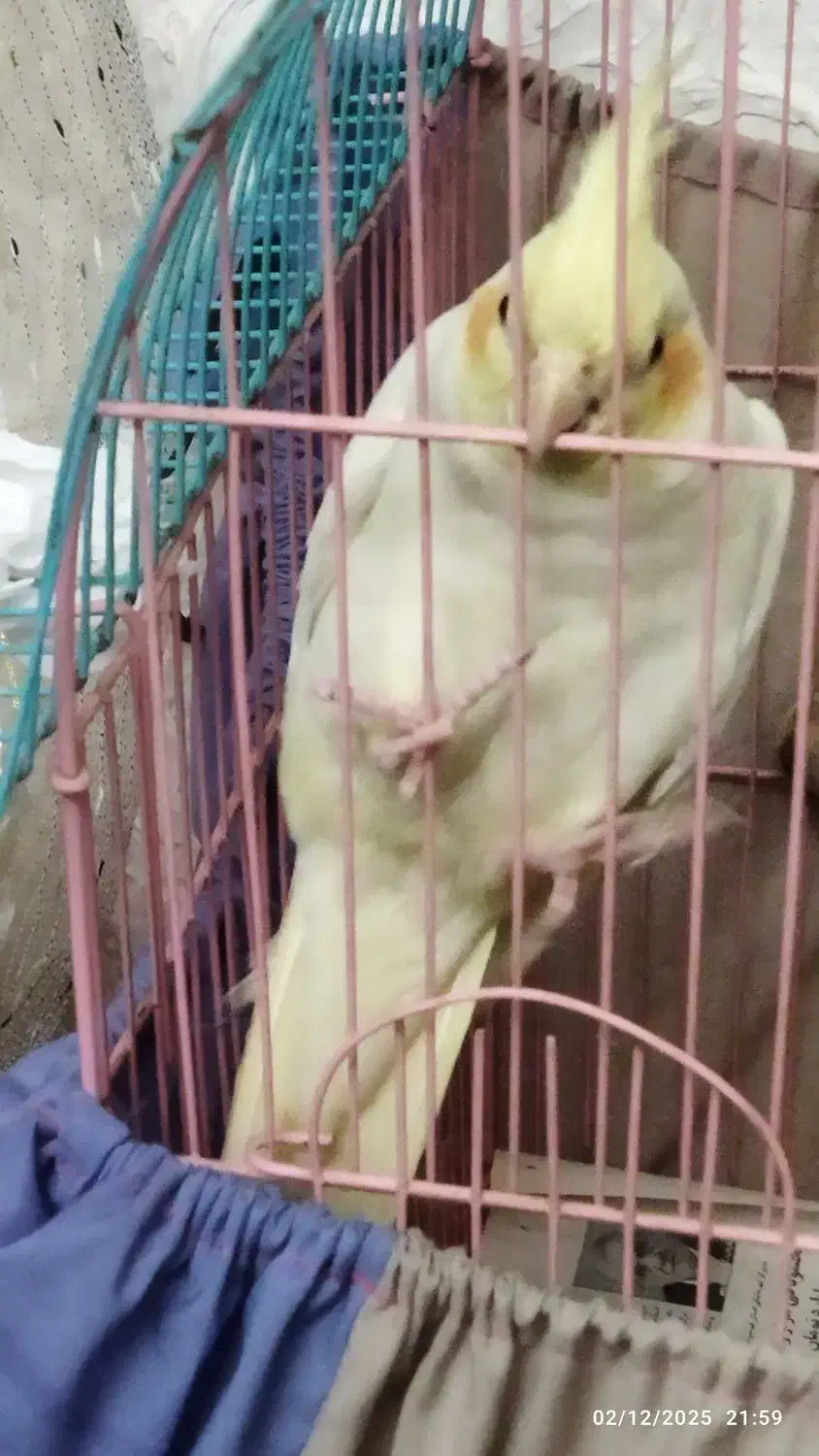 عروس هلندی|پرنده|فردیس, شهرک ناز|دیوار