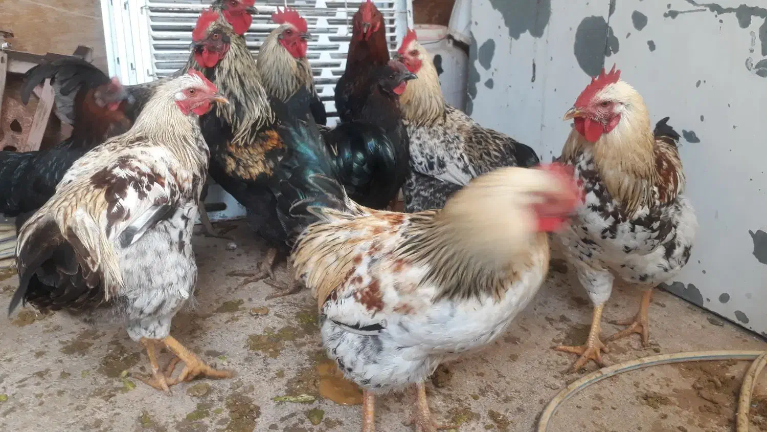 خروس چاق وکاملا ارگانیک|حیوانات مزرعه|قصرشیرین, |دیوار