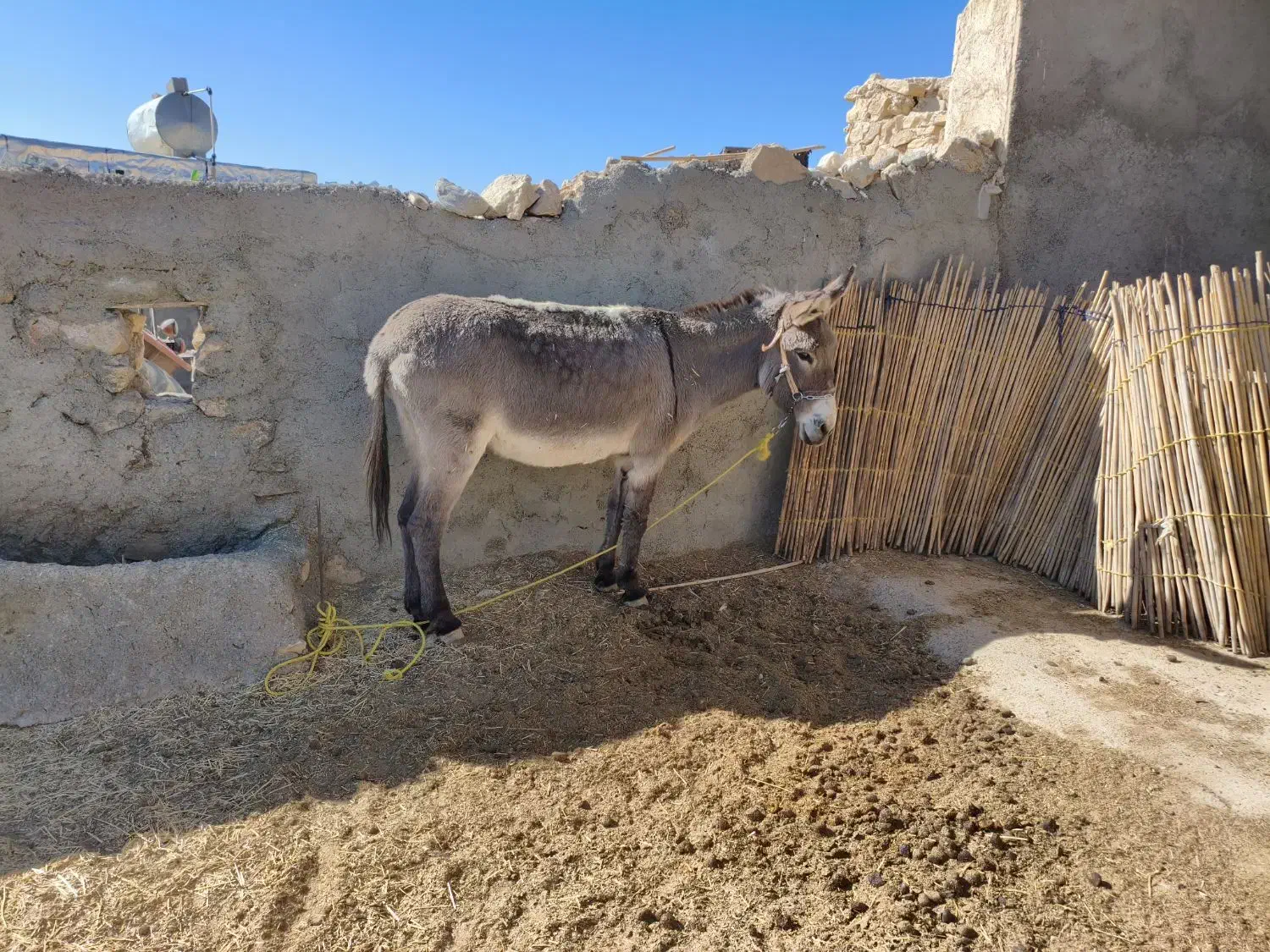 فروش الاغ|حیوانات مزرعه|ارژن, |دیوار